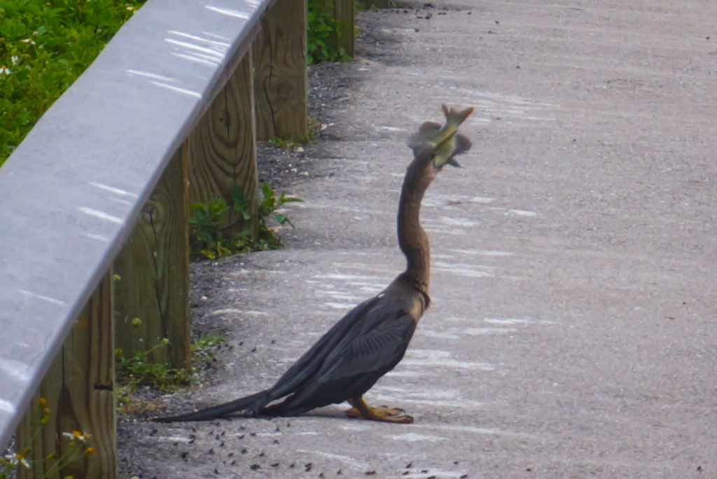 Anhinga eating fish