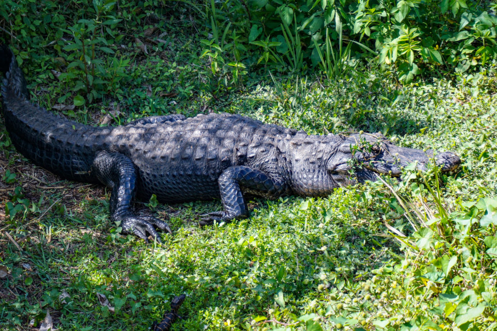 Mama alligator Everglades National Park