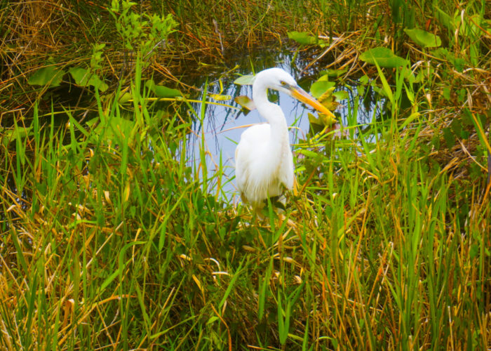 Ibis Everglades National Park