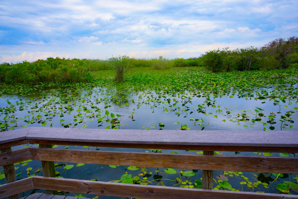 Everglades Lillypads from Boardwalk