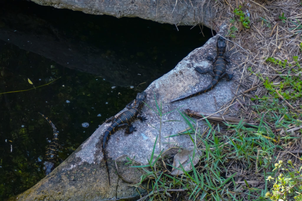 Baby alligator nest Everglades