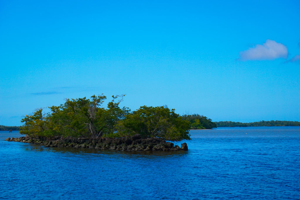 Cluster of Mangroves 10000 Islands