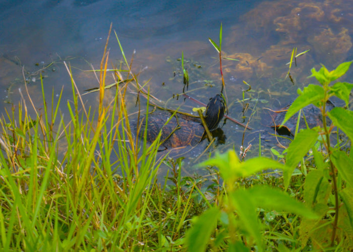 Turtle Everglades
