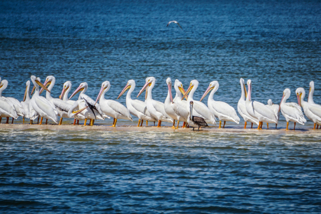 White Pelicans Ten Thousend Islands