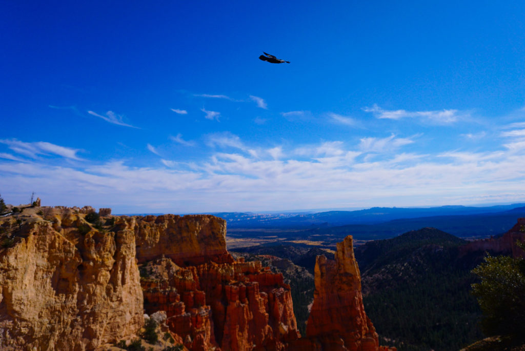 Bird Soaring over Paria View